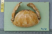 藏品(卷折饅頭蟹)的圖片